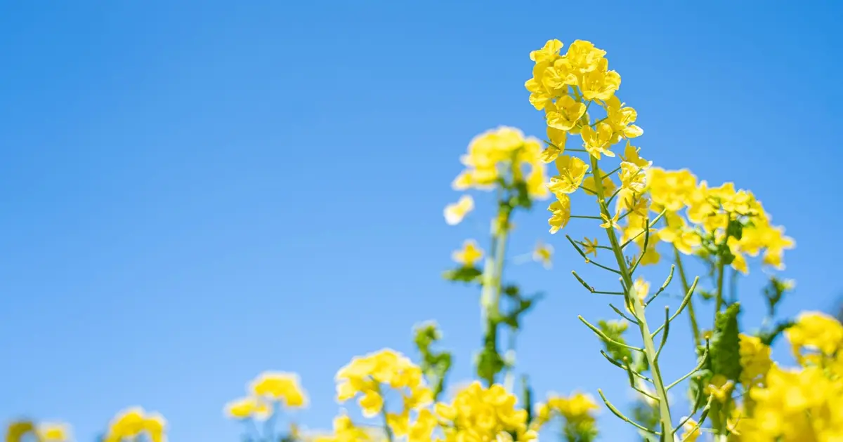 2月・3月の医院からのお知らせ