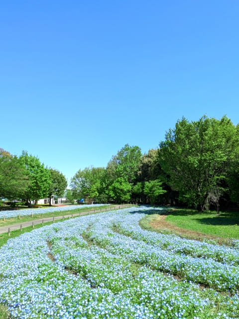 周南市のやつづか歯科医院5月ブログ